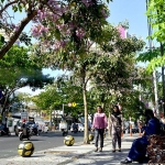 Pohon Tabebuya yang bermekaran di sepanjang jalan protokol menambah cantik pemandangan di Kota Surabaya.
