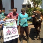 SVP Production Semen Indonesia Joko Sulistiyanto menyalurkan sapi qurban kepada Wabup Tuban Noor Nahar Hussein.