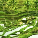 Pesona keindahan sawah di Bali. Foto: baliagatour