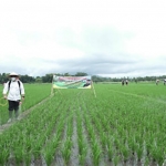 Ilustrasi petani saat menyemprotkan pupuk cair di sawah.