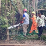 Petugas saat mengevakuasi pohon beringin yang roboh.