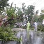 Pohon tumbang di jalan Dirgahayu Pamekasan.
