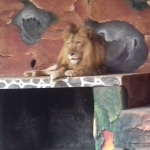 Salah satu singa afrika yang ada di TWSL.