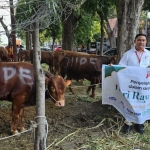 Hewan kurban sapi yang disalurkan BKMS dan perusahaan di kawasan JIIPE. FOTO: ist.