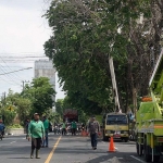 
Petugas saat melakukan pangkas pohon yang dinilai membahayakan warga. (Ist).