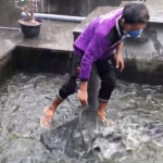 Karyawan Wisata Edukasi Kampung Lele saat mengambil lele dari kolam. (foto: MUJI HARJITA/BANGSAONLINE).