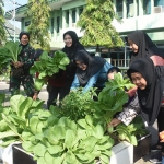 Prajurit dan PNS Korem 084/BJ saat panen sayuran hasil budidaya aquaponik dan organik.
