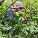 Oktavian, salah satu petani Dusun Buludendeng saat menunjukkan tanaman kopinya yang ditanam di sela-sela pohon apel.