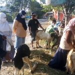 Salah satu tempat penjualan hewan kurban di Sidoarjo. (foto: ist).