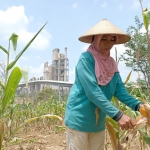 Petani sanggem melakukan panen tanaman jagung di lahan Semen Gresik. foto: ist.