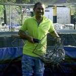 Setiadji, Ketua Kelompok Budi Daya Ikan Prima Makmur UMKM Binaan SIG sedang melakukan pemanenan. (foto: ist).