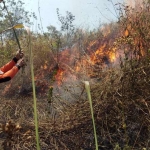  Petugas dan relawan berjibaku memadamkan kebakaran hutan Gumeng dan Watu Blorok. foto: YUDI EP/ BANGSAONLINE