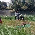 Tim dari BPCB Trowulan mulai melakukan ekskavasi di lokasi penemuan situs Candi Gedog.