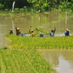 Sejumlah petani melakukan panen paksa akibat banjir yang terus meluas.