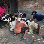 Tim medis saat memeriksa kondisi sapi sebelum divaksin. 