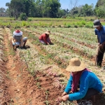 Para petani saat panen varietas upland projek bawang merah varietas Rubaru.