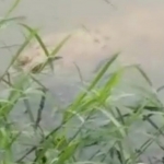 Foto buaya muara yang beberapa kali muncul di sungai wilayah Sidoarjo.