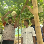 Bupati Sumenep, Achmad Fauzi Wongsojudo, melakukan panen melon saat mengunjungi kawasan smart farming hortikultura di Desa Kaseangan, Kecamatan Manding, Senin (19/1/2026).