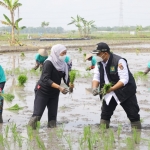 Gubenrur Khofifah saat ikut menanam padi bersama para petani. foto: ist.