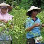 Petani cabai di Nganjuk panen dini untuk menghindari dampak lebih buruk akibat serangan hama pathek. foto: intan/ BANGSAONLINE