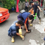 Tim Damkar Pemkab Gresik menangkap ular piton usai memakan ternak ayam milik Lukman. foto: SYUHUD/ BANGSAONLINE