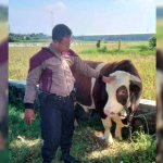 Anggota Polsek Sukodono saat mengamankan sapi limosin yang berkeliaran di Jalan Raya Dungus, Sukodono, Sidoarjo. 