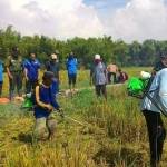 Petani Bojonegoro ketika melakukan pemotongan padi lama usai dipanen.