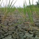 KERING KERONTANG. Tanah disela-sela tanaman padi milik warga di Kecamatan Kanor, Bojonegoro tampak pecah-pecah dan kering kerontang karena tidak mendapat air. Foto: Eky Nurhadi/BANGSAONLINE