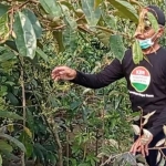 Rosulin menunjukkan bibit buah hasil silangannya.