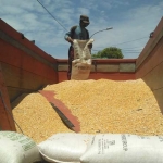 Seorang pekerja sedang menaikkan jagung pipilan ke atas truk. foto: AHMAD/ BANGSAONLINE