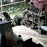 Tangkapan layar rekaman CCTV aksi pencurian yang terjadi di kawasan lereng Gunung Bromo, tepatnya di Dusun Arjosari, Desa Andonosari, Kecamatan Tutur, Pasuruan. Foto: Ist