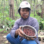 Warga Blitar yang berburu kempompong daun jati di kawasan hutan jati Perhutani