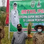 Wali Kota Madiun, Maidi, saat melakukan pemotongan padi di Kelurahan Klegen, Kecamatan Kartoharjo. Foto: HENDRO SUHARTONO/BANGSAONLINE