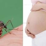 Gigitan nyamuk, bisa tularkan virus zika. foto: repro mirror.co.uk