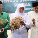 Gubernur Jawa Timur Khofifah Indar Paarawansa dan Ketua MUI Jawa Timur KH Abd Shomad Buchori (kanan) secara simbolik memegang bawang putih pada panen perdana Desa Sempol Kecamatan Ijen Kabupaten Bondowoso, Sabtu (3/8/2019). foto: istimewa