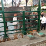 Wali Kota Risma saat mencoba memberi makan mentimun ke Lembang (induknya Dumbo). foto: YUDI A/ BANGSAONLINE