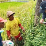 Petani Sumber Duren, Kecamatan Tarokan, Kabupaten Kediri saat akan memasang umpan di sarang tikus. foto: ist.