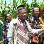 Bupati Magetan Suprawoto dan Prof Subandi menunjukkan hasil jagung temuannya.