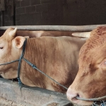 Sapi Limousin yang siap dikurbankan. foto: MUJI HARJITA/ BANGSAONLINE