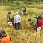 Suasana panen raya di Dusun Gunung Semut, Desa Kendal, Kecamatan Punung Pacitan. (ist) 