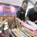 Petugas menunjukkan gading gajah dari Tiongkok dan kura-kura (foto bawah) saat konpers di Gedung Bea Cukai Bandara Soekarno Hatta, Tangerang, Banten (26/5). foto: merdeka.com