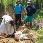 Seekor kambing di Pacitan yang ditemukan mati diduga akibat dimangsa hewan buas. foto: detik.com
