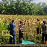 Kapolsek Geneng, AKP Haris Sunari, bersama anggota dan masyarakat memanen jagung.