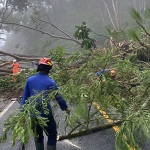 Petugas BPBD Trenggalek saat mengevakuasi pepohonan yang tergerus tanah longsor.