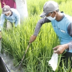 Para petani sedang menggelar gropyokan tikus massal secara serentak di 19 kecamatan.