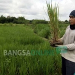 Petani di dusun Cerme, desa Kalipucung, Kabupaten Blitar menunjukkan tanaman padi yang diserang hama wereng. foto: AKINA/ BANGSAONLINE