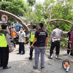 Akibat hujan disertai angin kencang, sebuah pohon besar tumbang dan hampir menimpa dua mobil serta sempat menutup akses Jalan Nugroho Kabupaten Pamekasan, Senin (22/2/2021). (foto: ist)