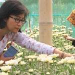 CANTIK: Pengunjung memperhatikan kuncup bunga krisan yang mulai mekar di sentra agrowisata Gunung Wilis di Sendang. foto: antara