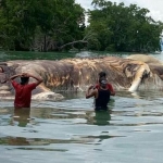 Bangkai hewan laut misterius di Maluku. foto: mirror.co.uk