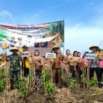 Panen jagung di Kecamatan Panggungrejo, Kabupaten Blitar.